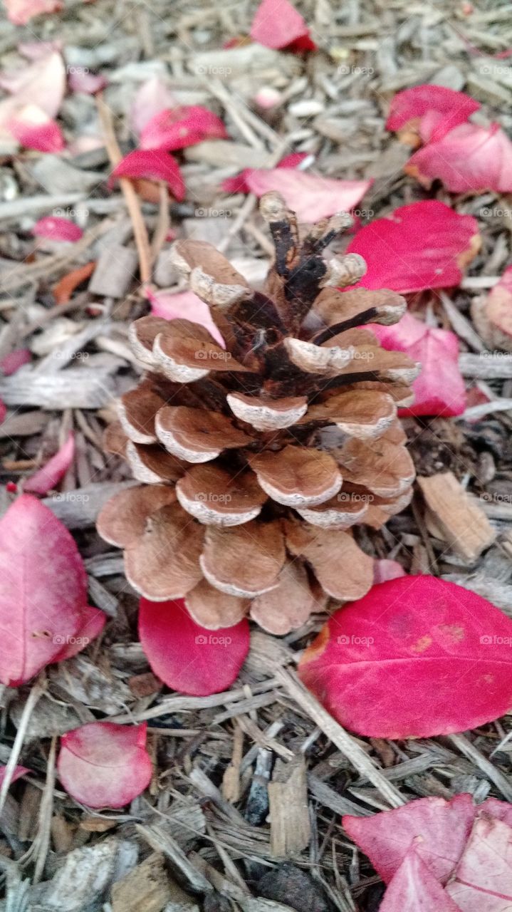 pine cone