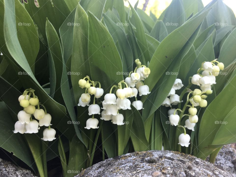 Lily of the valley