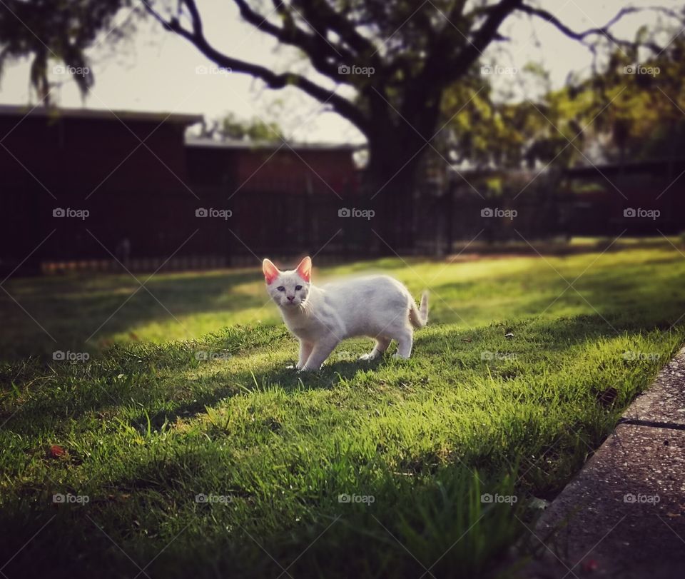 An cat on grean grass