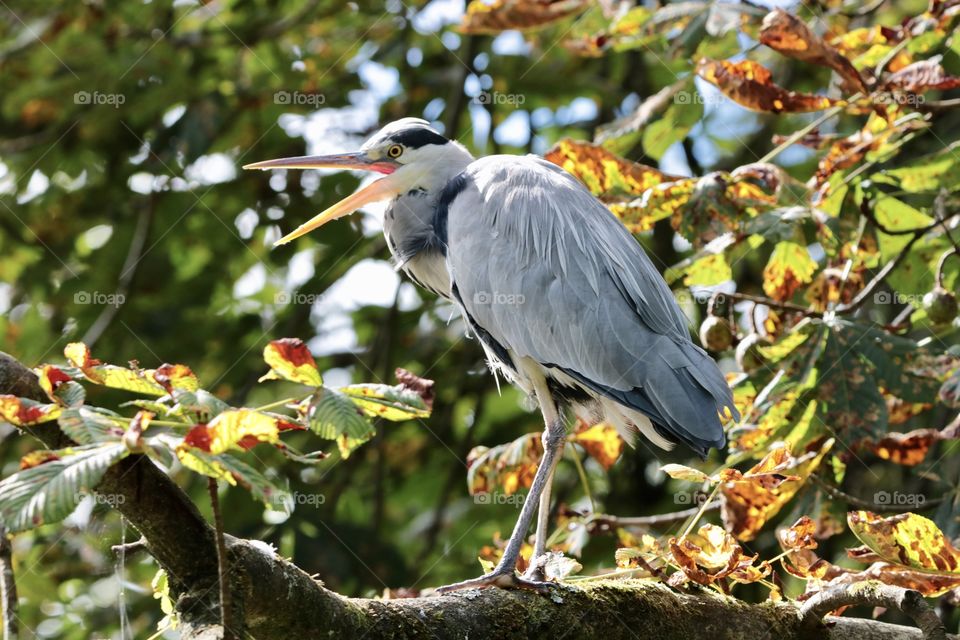 Gray heron