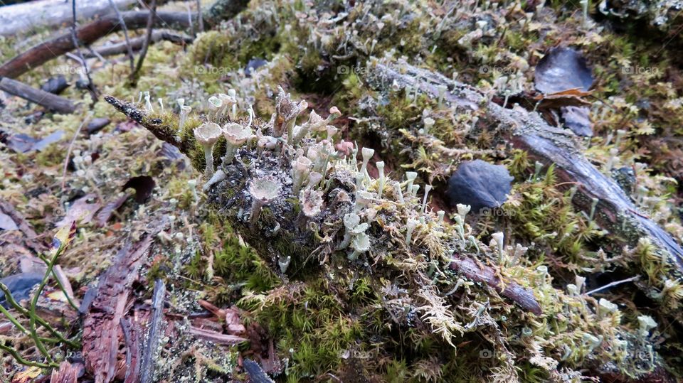Mushroom and Moss etang des royes 