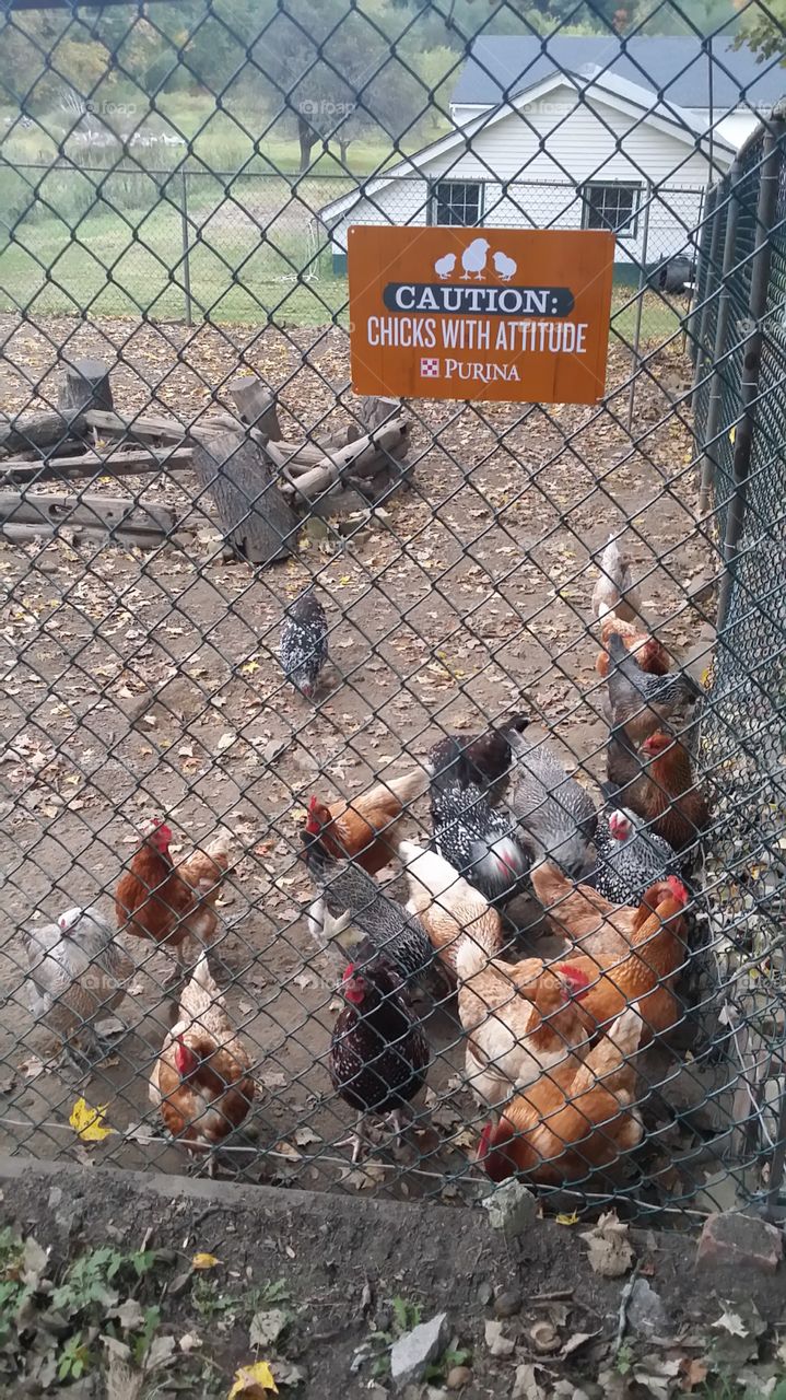 Chicks With an Attitude