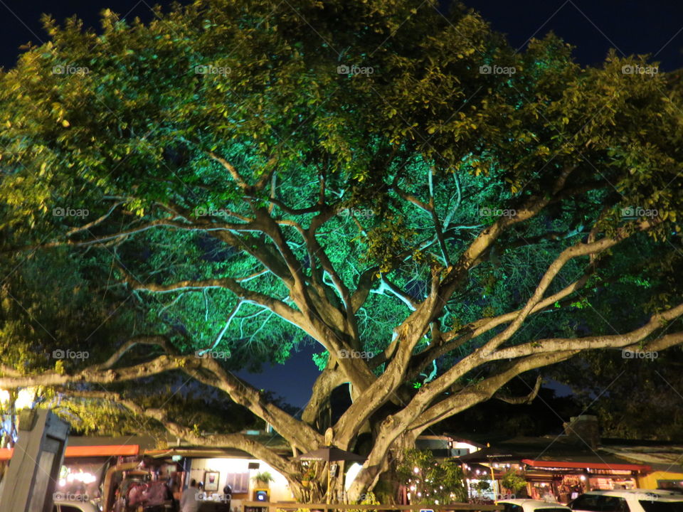 Centuries Old. This tree is located at a restaurant in Dania and has been here for over 100 years.