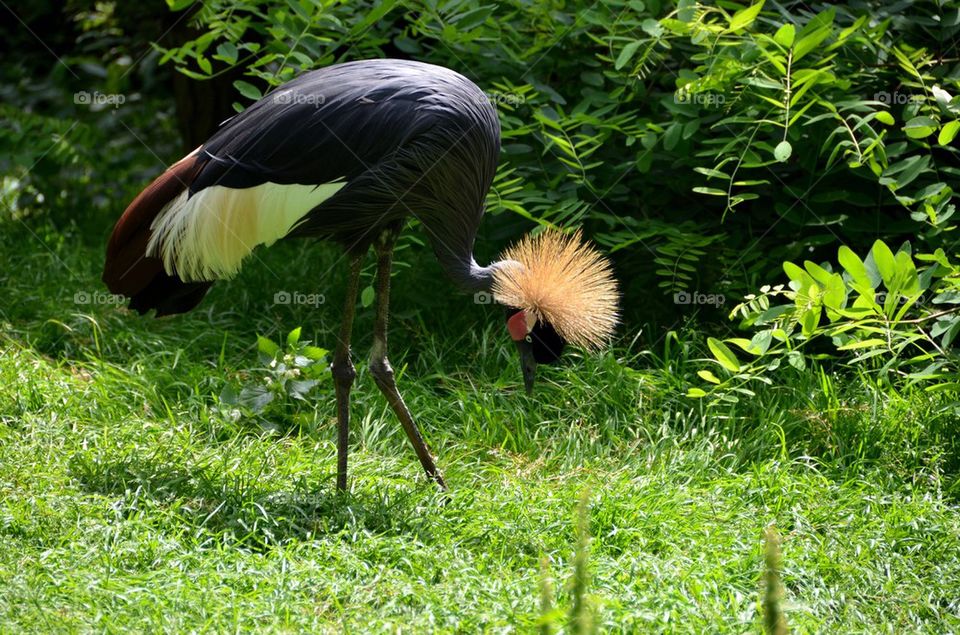Grey Crowned Crane in the zoo.