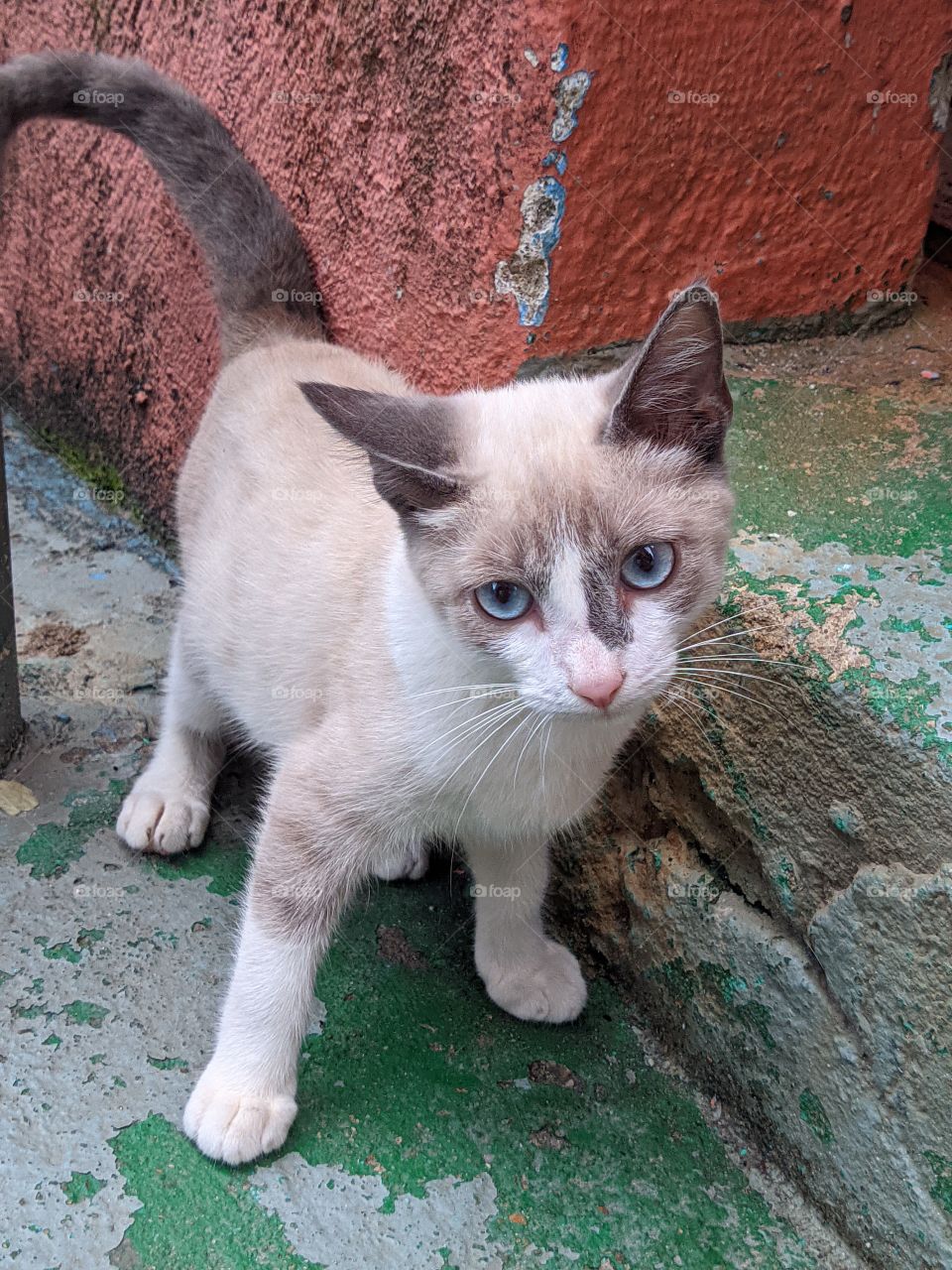 gato de rua