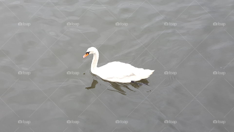 Swan