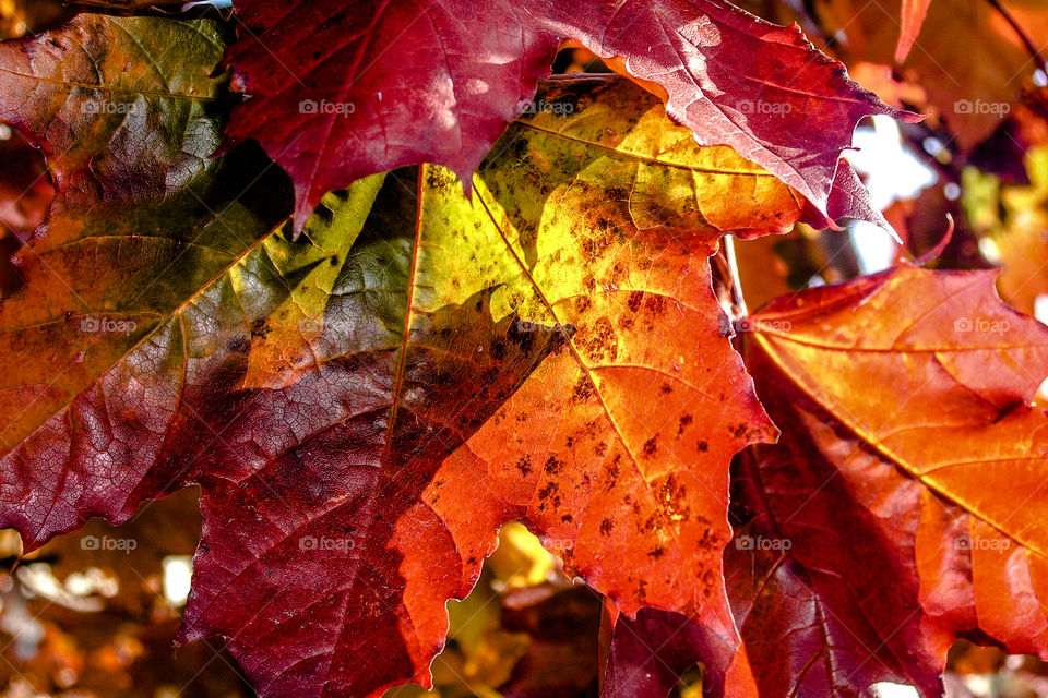 Elevated view of autumn leaf