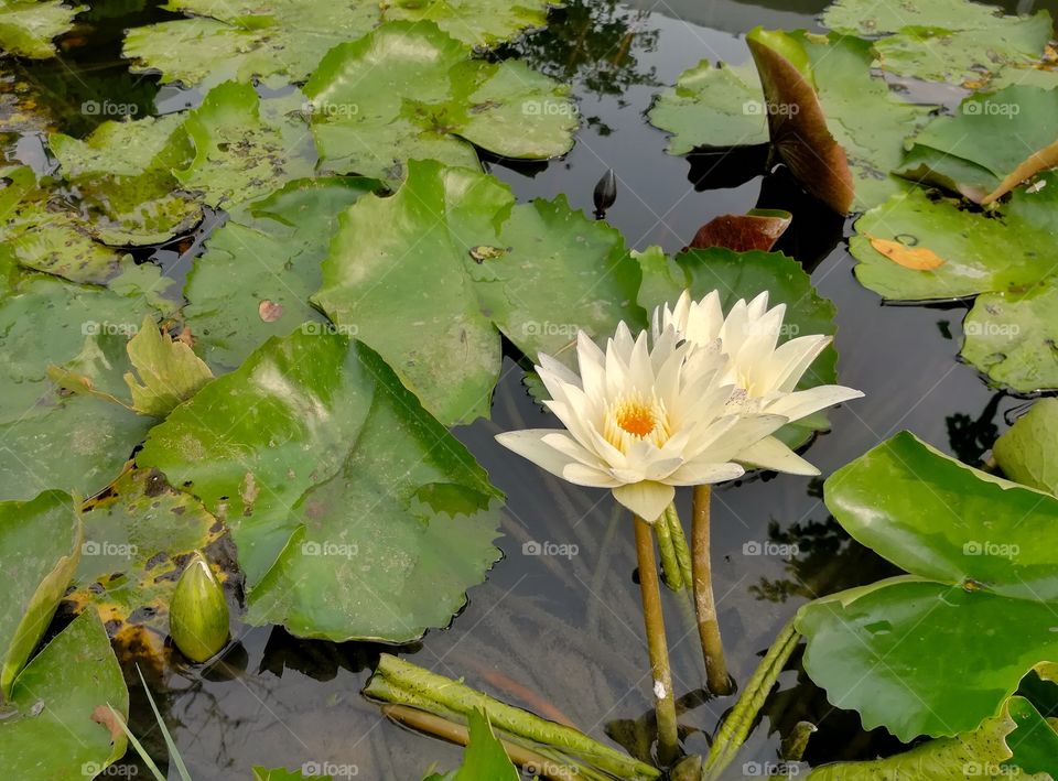 White waterlily in the natural pond.