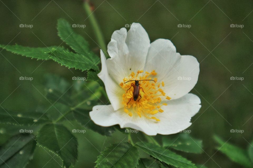 Wild rose