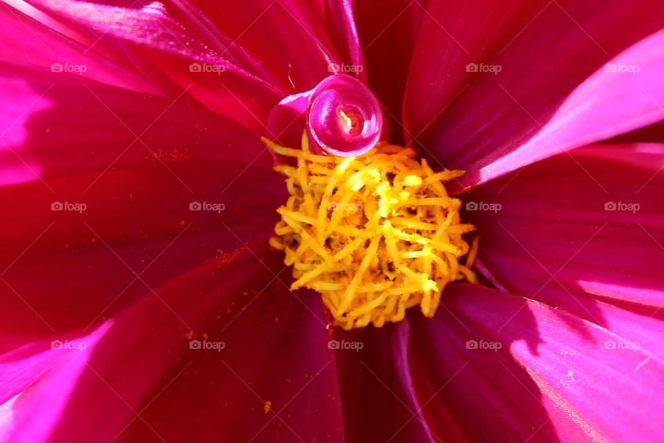 Macro photo of purple-fuchsia dahlia.