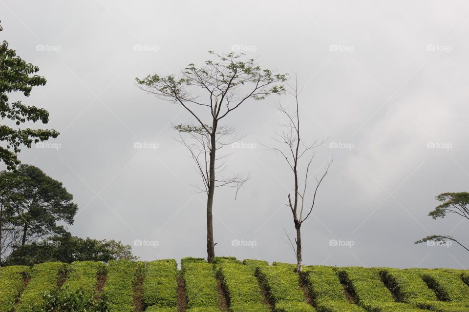 tea plant