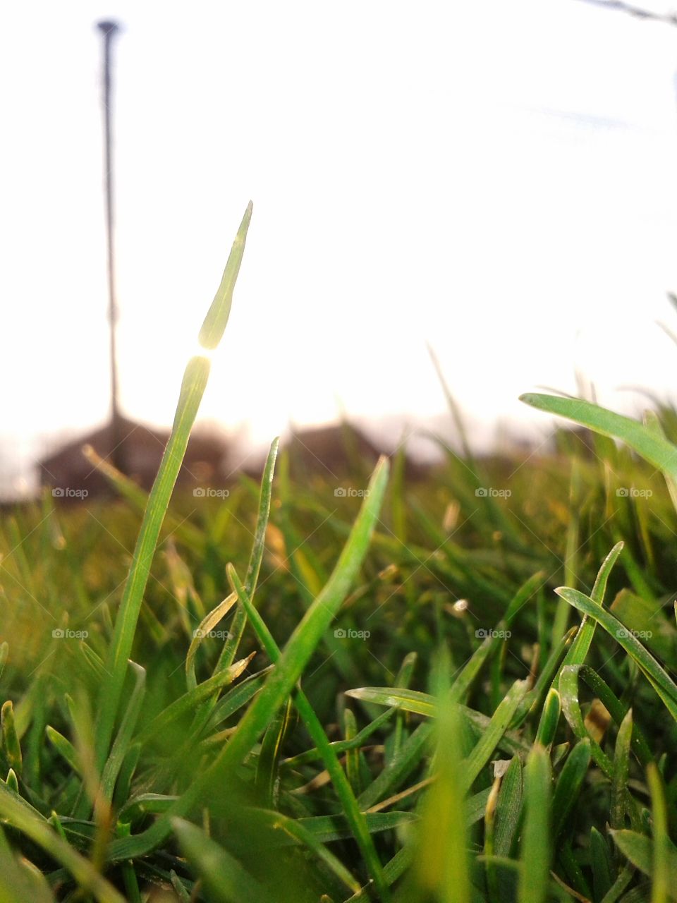 Grass close-up. I was relaxing outside the house and I took a photo of grass in the sun's rays.