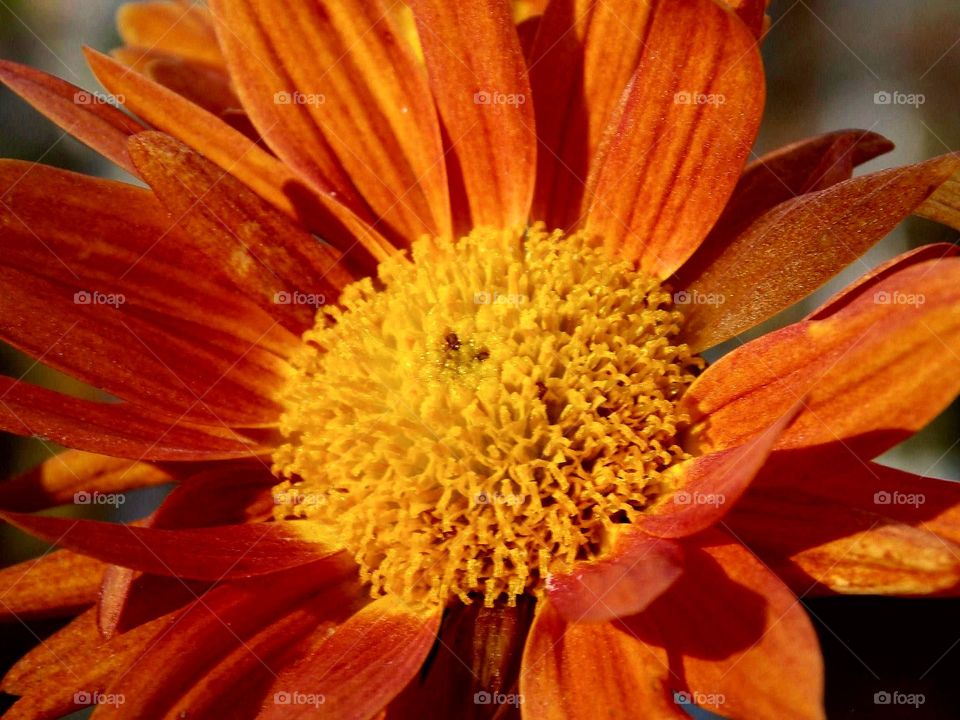 A rustic orange flower