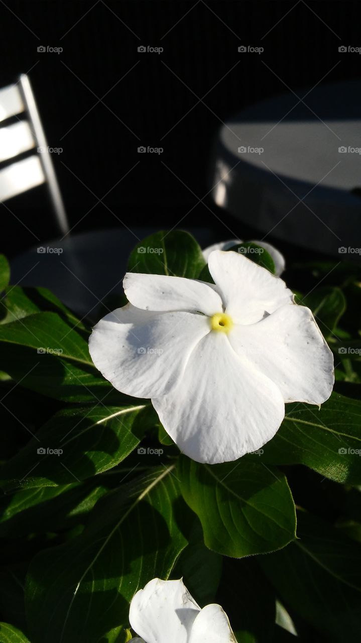 Leaf, No Person, Flower, Nature, Flora