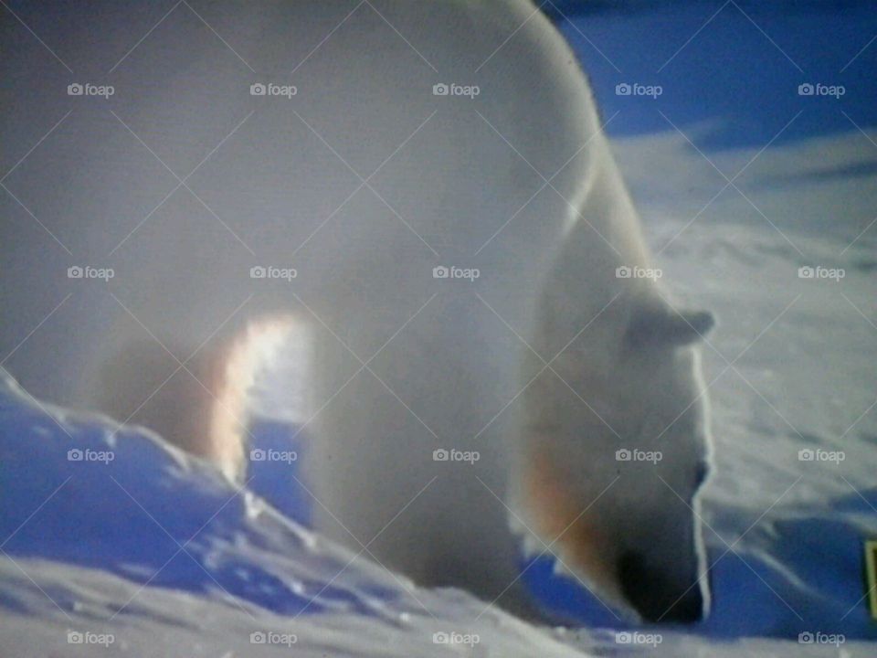 Snow, Winter, Ice, Cold, Frosty