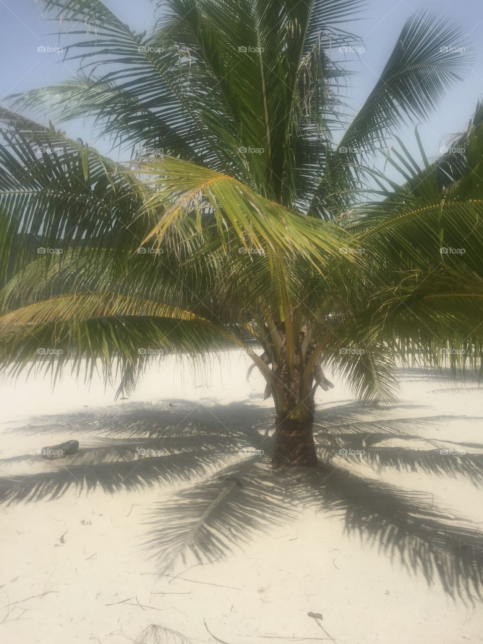 Пальма на песчаном берегу 