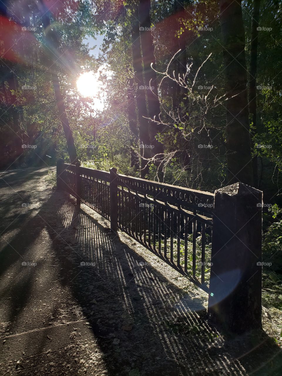 Sun through trees on park bridge