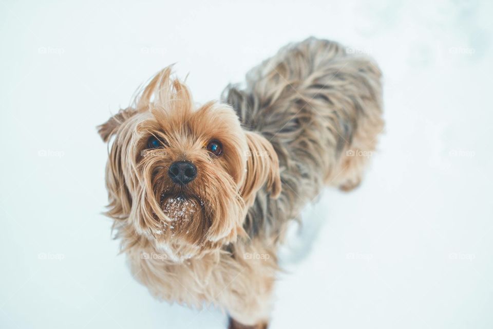 Yorkshire Terrier Dog Standing in Snow Looking up at Camera 