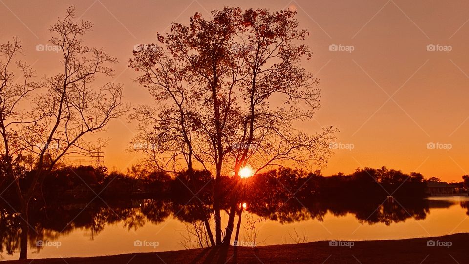 Wow Here is Vicky and I Pristine Tree nestled on the lake North Bank giving Everything to each Day and looking more Beautiful with each passing Fall’s Day. 