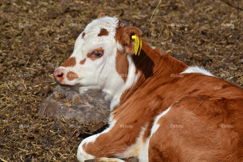 cattle calf