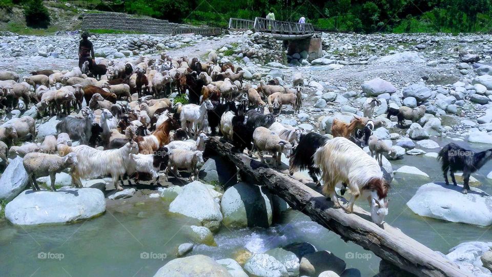 Sheep Walk of Livestock on single Wooden Pole being used by pedestrians /village  to cross Nallah Rambi Aara in Shopian ( Kashmir India)