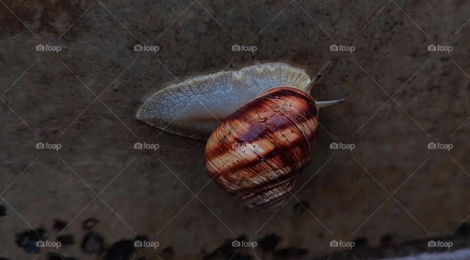Macro photo of a snail