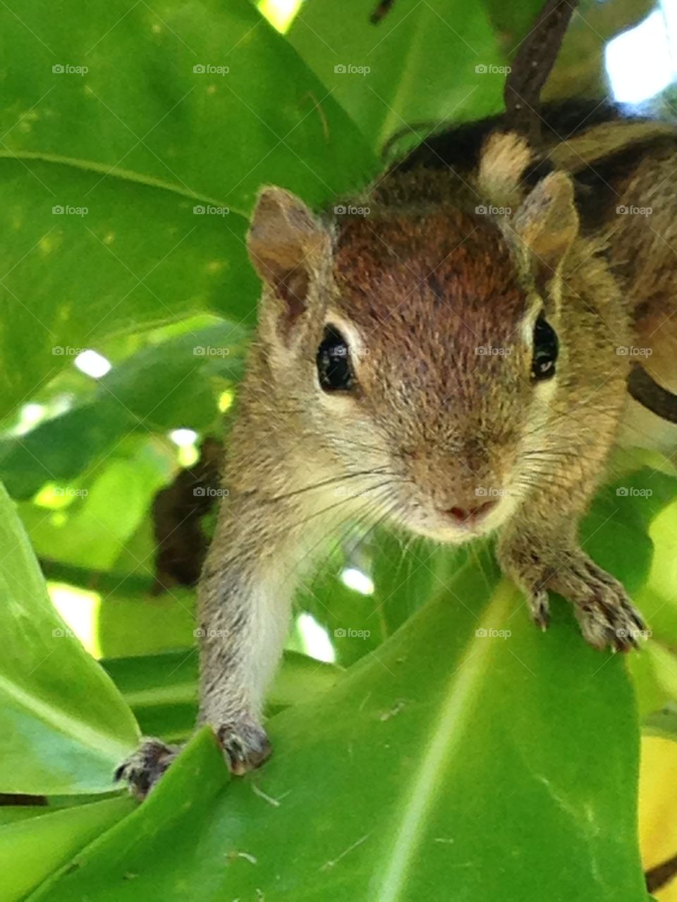 Chipmunk fun 