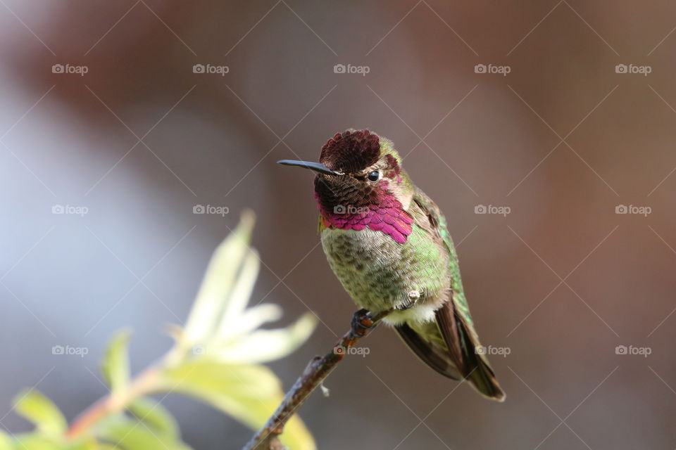 Hummingbird perching on a branch in early spring 