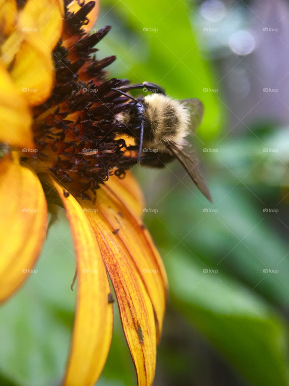 Extreme close up of a bee on flower