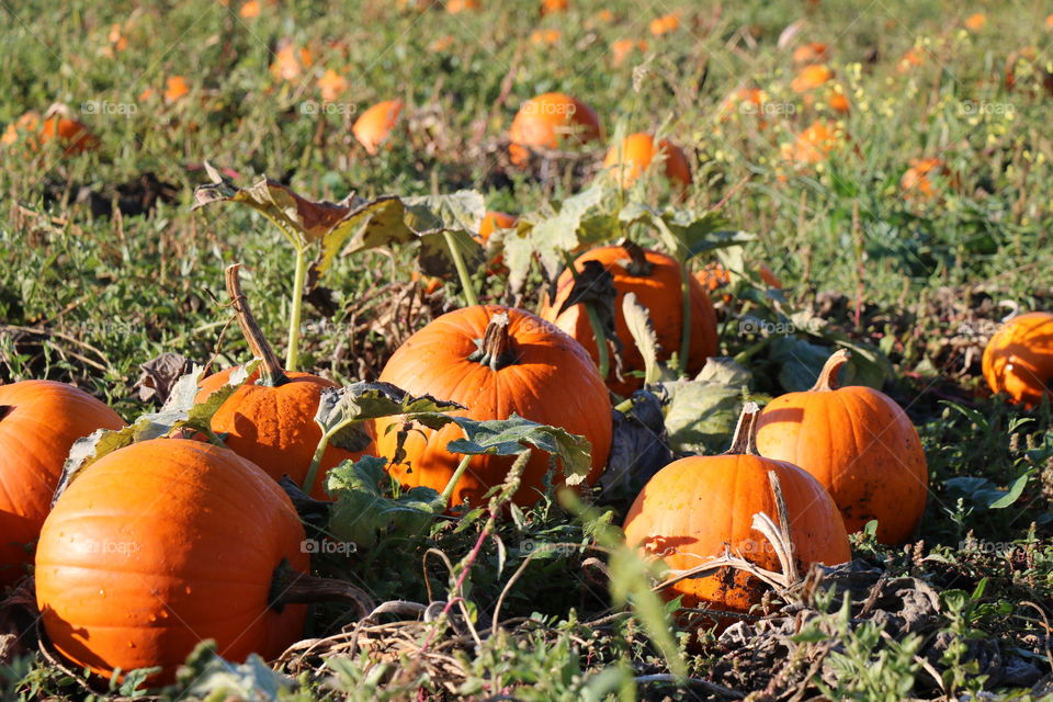 Pumpkins are getting ready to harvest 