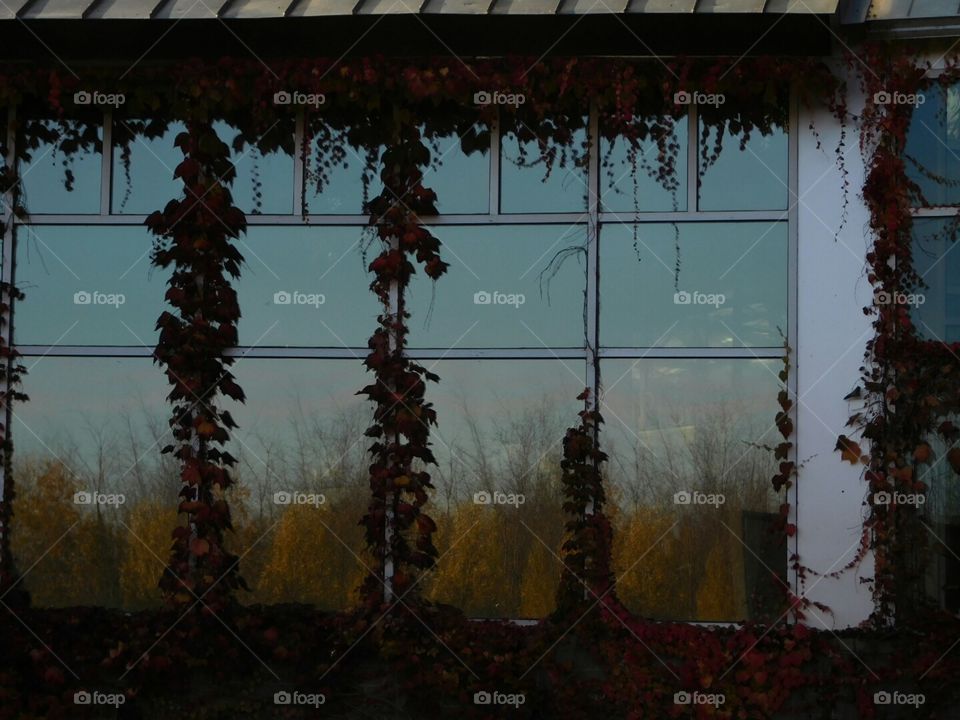 window with ivy and reflection