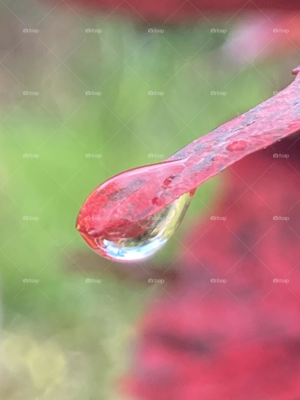 Folha vermelha com ponta comprida abrigando uma gota de água depois da chuva. Fundo verde desfocado dando um toque especial para a cena.