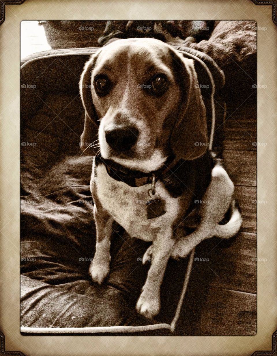 Beagle