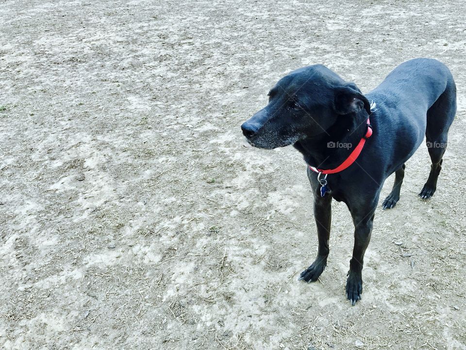 Black Lab