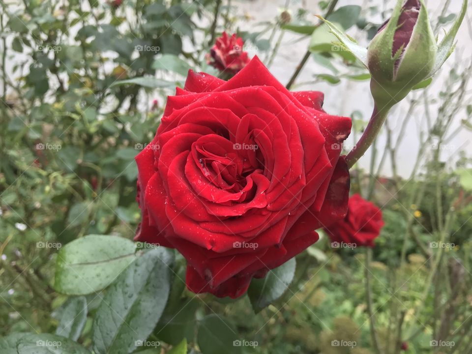 In this photo is a red rose on a rainy day.