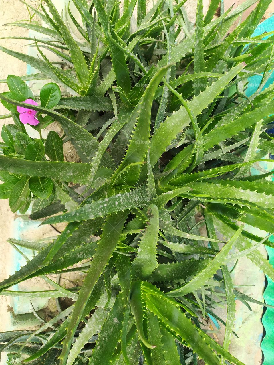 a type of aloe vera which is good for skin health