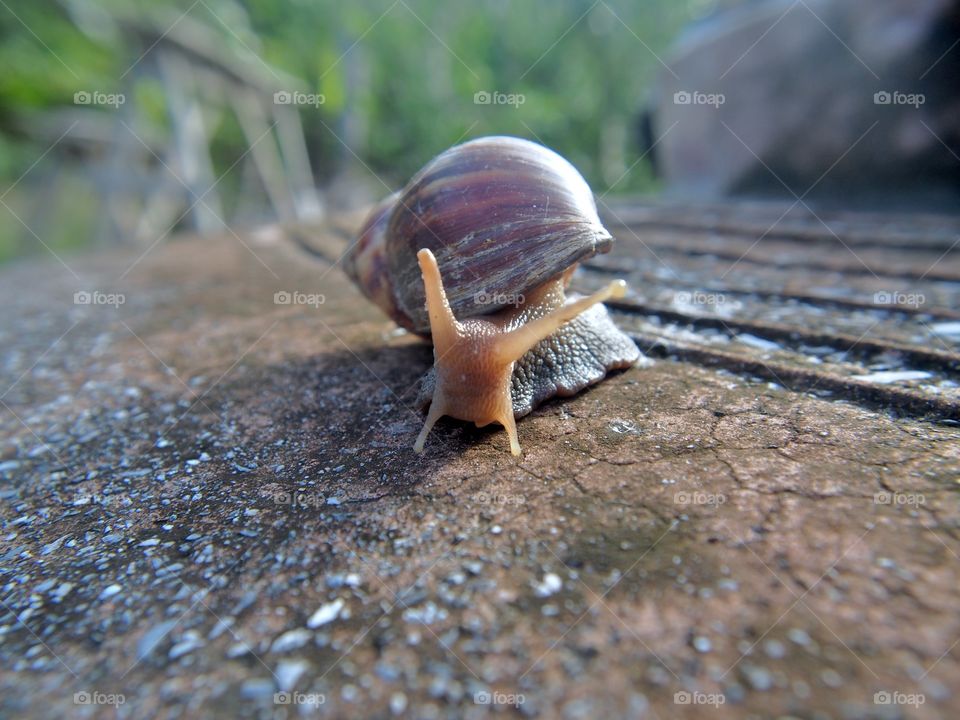 Snail on cement