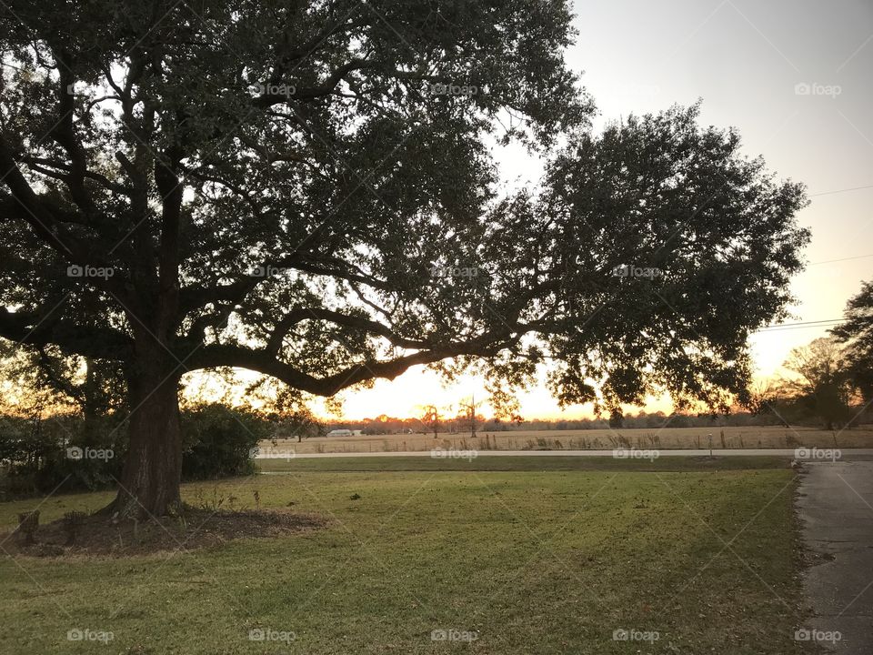 Sunset under the oak tree 