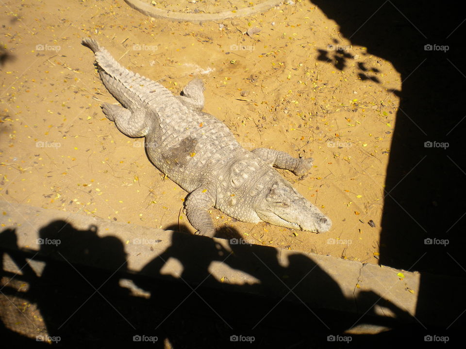 crocodile