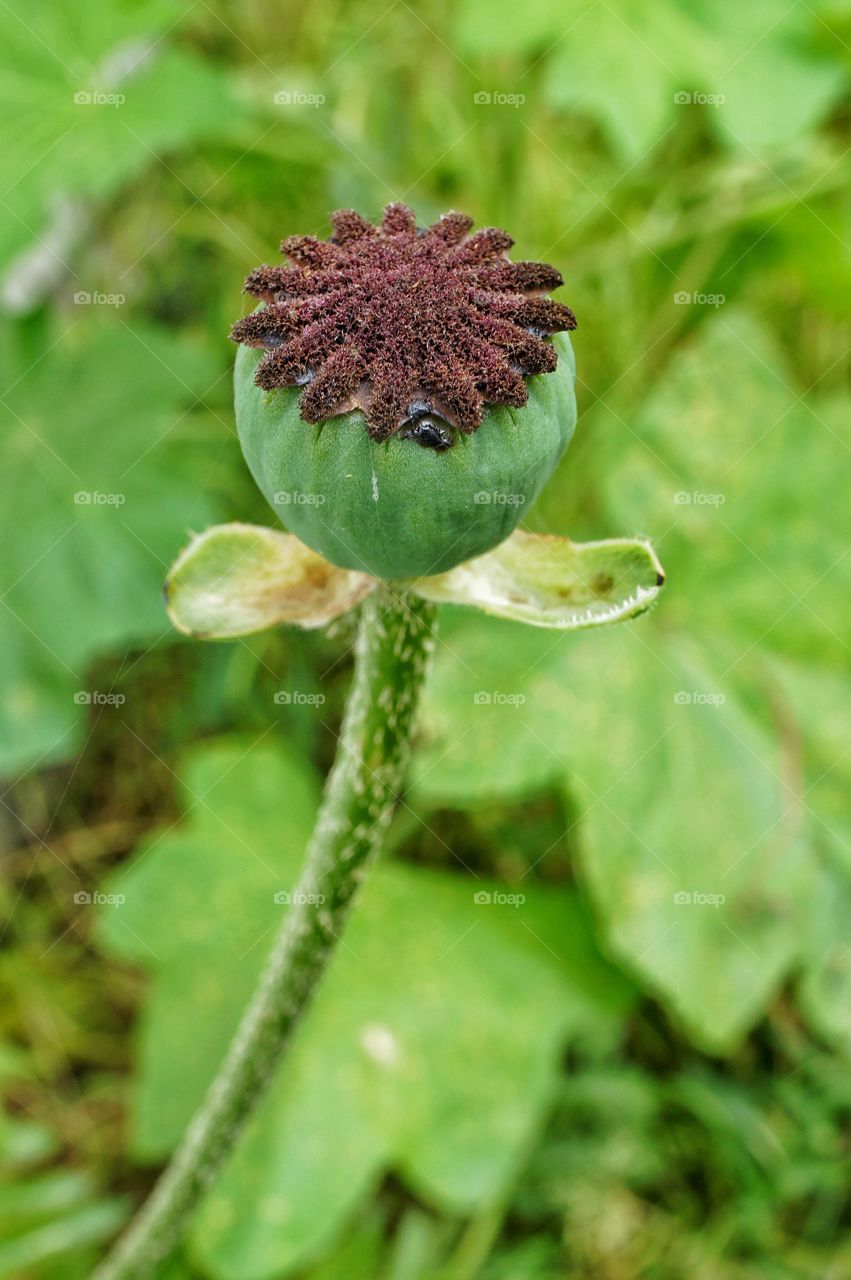 Close-up of plant