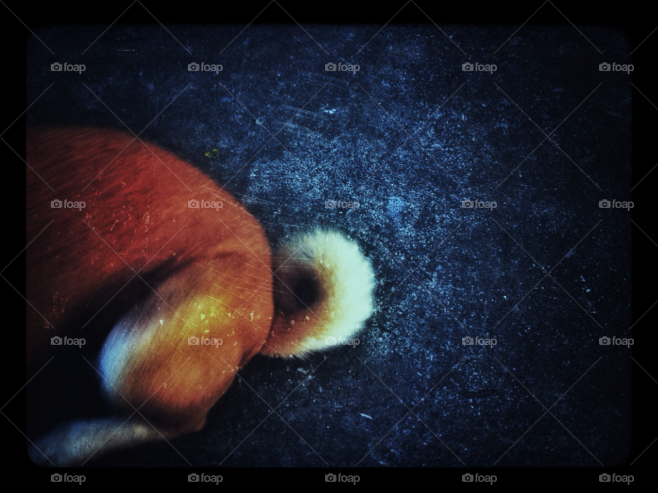 dog abstract contrast tail by trist9