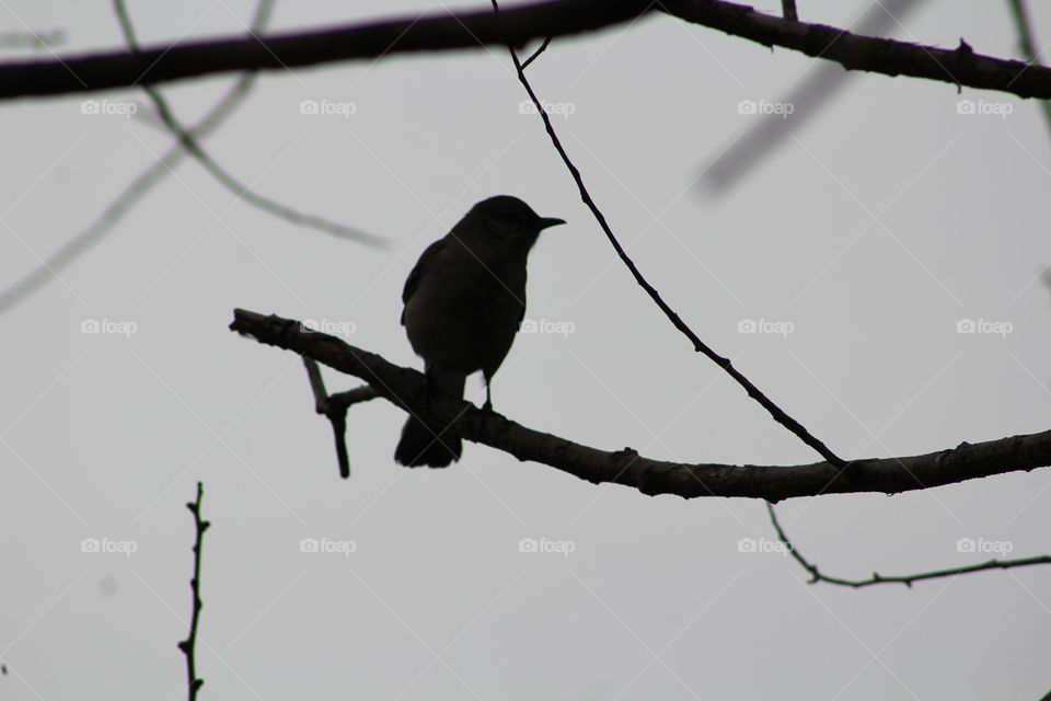 Silhouette of bird on branch with gray sky 
