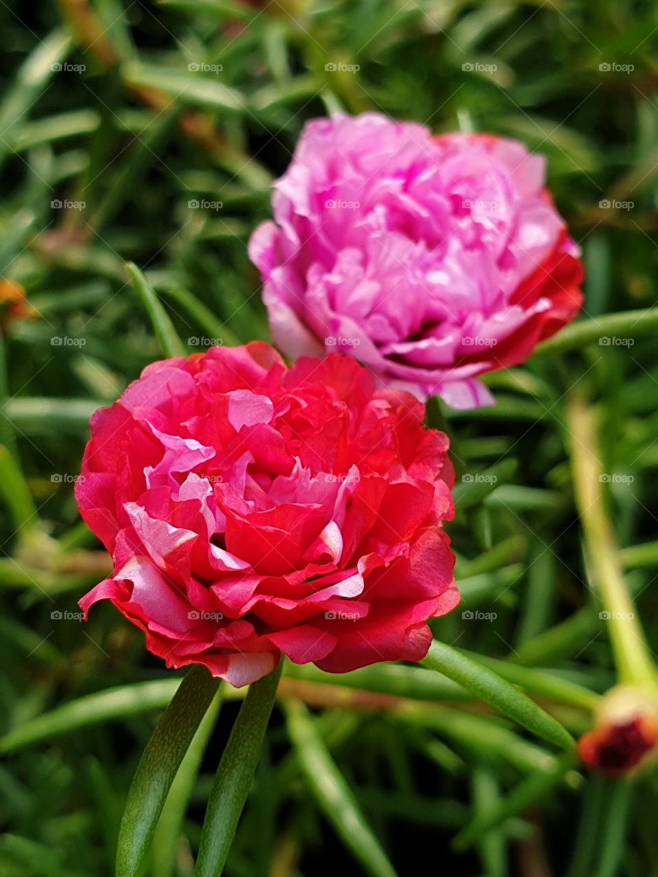 my beautiful Portulaca grandiflora