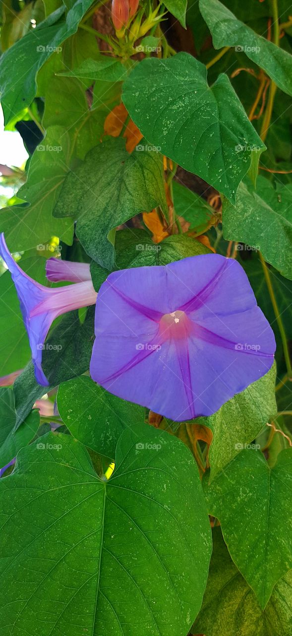 Purple flower