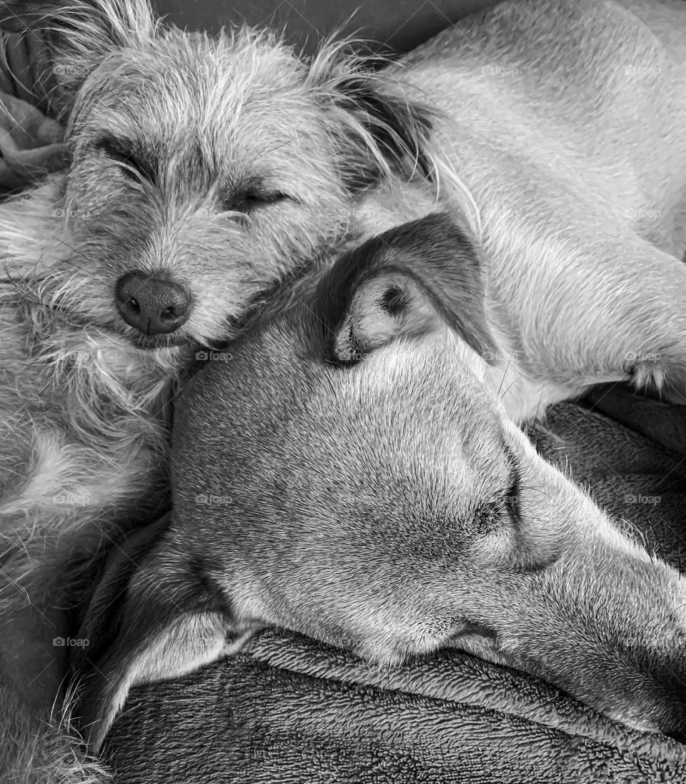 2 dogs snoozing with heads together, in black & white
