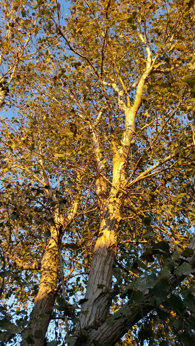 tree