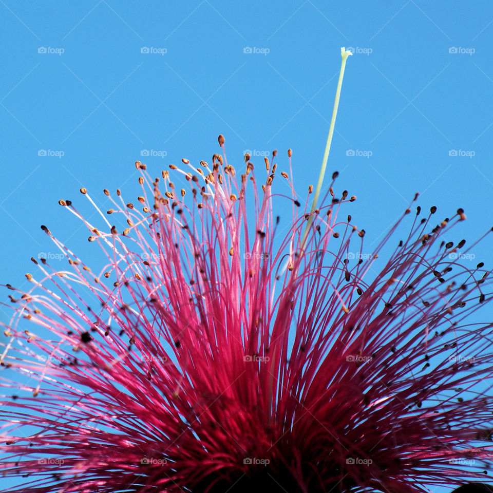 SHAVING BRUSH TREE