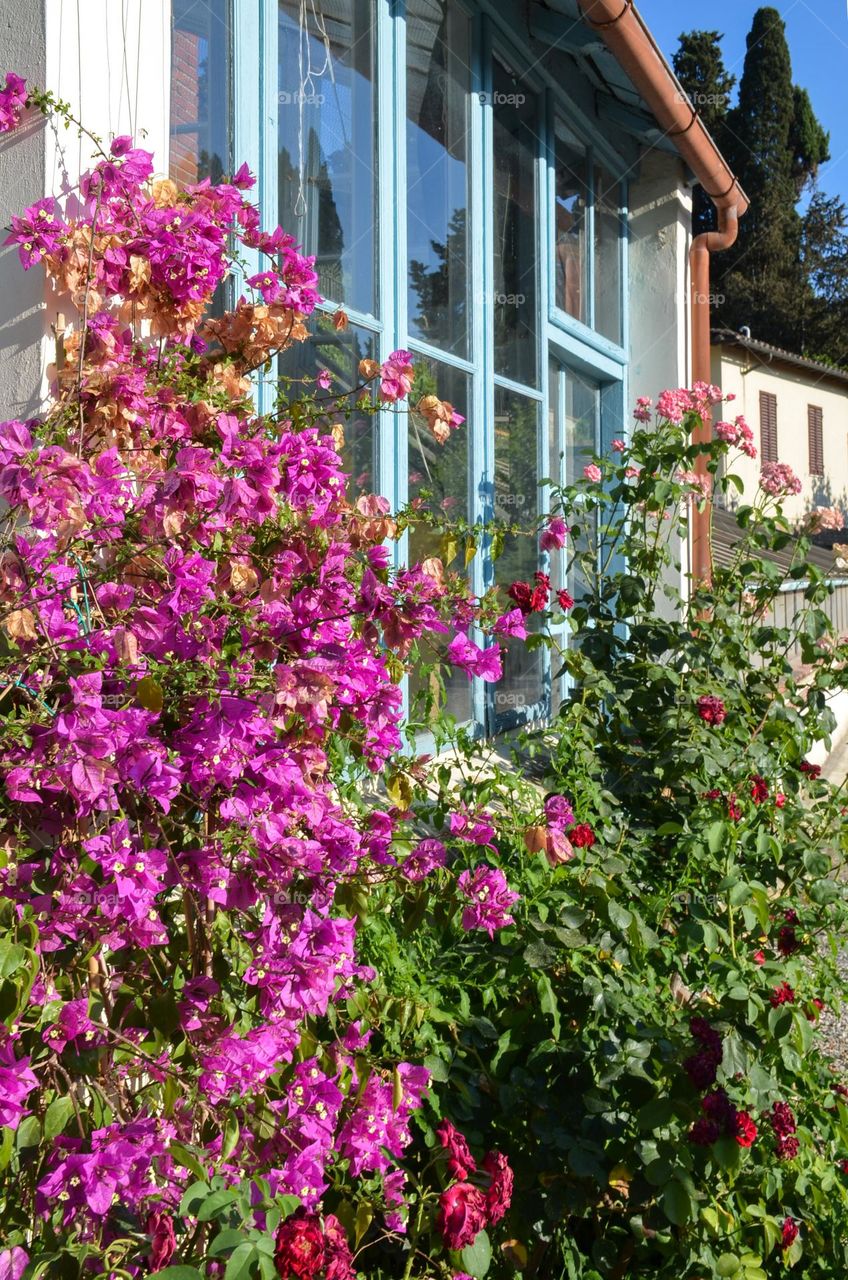 Charming Street Decoration with Plants and Flowers