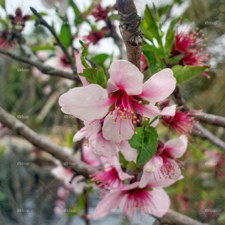 sakura flower, japan (macro-close up)