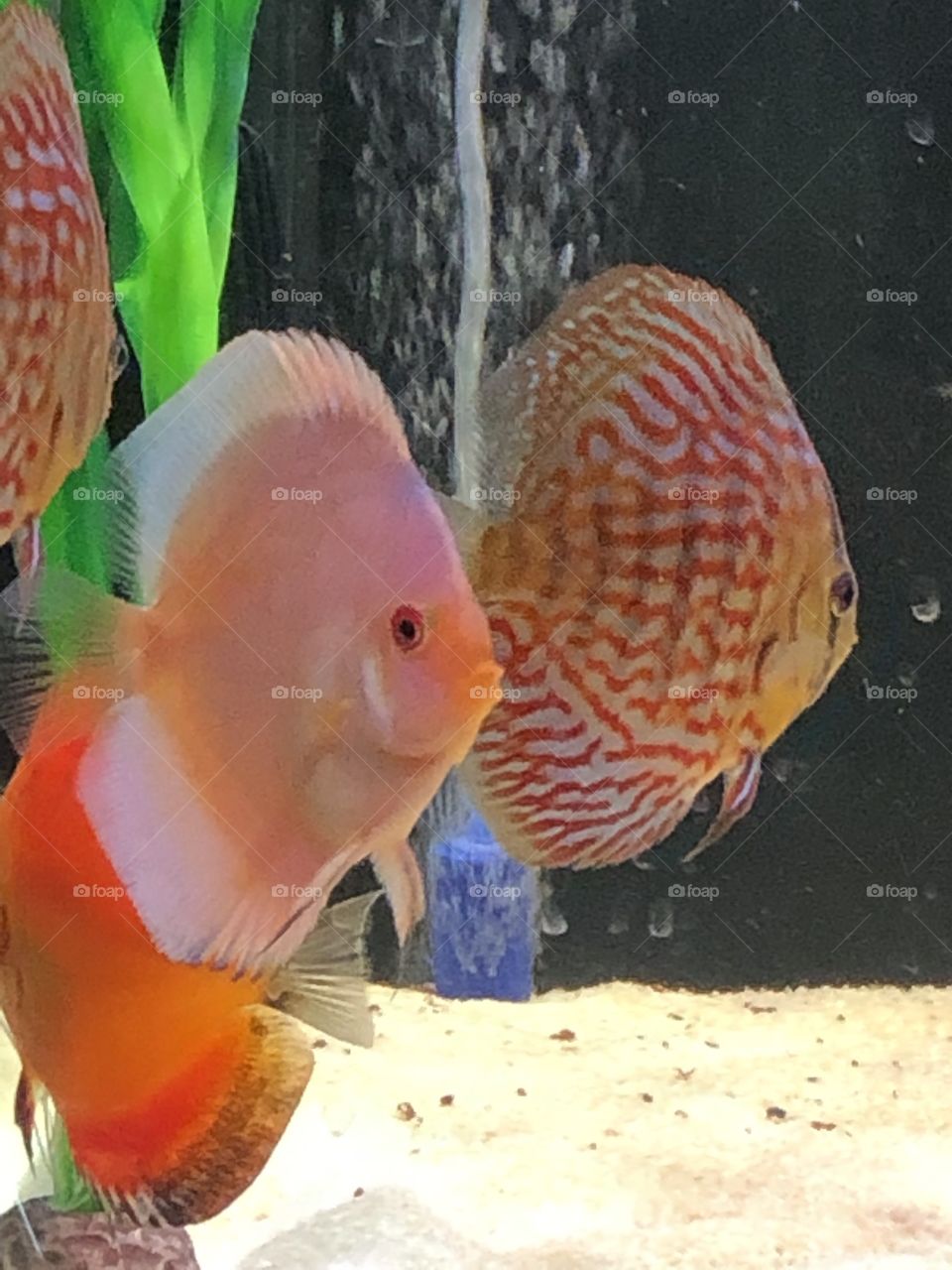 Discus Fish